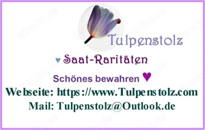   BIO Alte Sorten samenfeste Gurken und Zucchini Gemüse Saatraritäten Tulpenstolz Bild 10