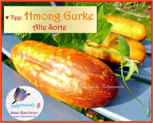   BIO Alte Sorten samenfeste Gurken und Zucchini Gemüse Saatraritäten Tulpenstolz Bild 8