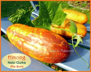   BIO Alte Sorten samenfeste Gurken und Zucchini Gemüse Saatraritäten Tulpenstolz Bild 11