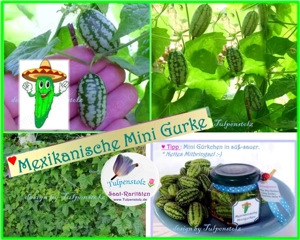   BIO Alte Sorten samenfeste Gurken und Zucchini Gemüse Saatraritäten Tulpenstolz Bild 6