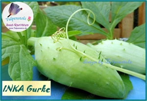   BIO Alte Sorten samenfeste Gurken und Zucchini Gemüse Saatraritäten Tulpenstolz Bild 7