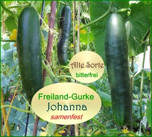   BIO Alte Sorten samenfeste Gurken und Zucchini Gemüse Saatraritäten Tulpenstolz Bild 9
