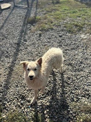 Warmes Körbchen gesucht  Bild 4