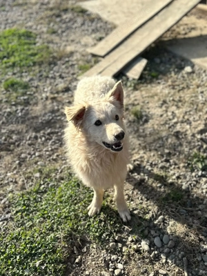 Warmes Körbchen gesucht  Bild 3