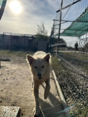 Warmes Körbchen gesucht  Bild 5