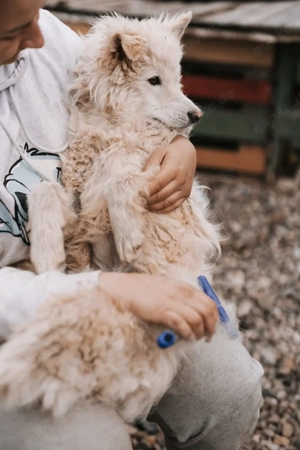 Warmes Körbchen gesucht  Bild 2