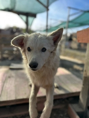 Warmes Körbchen gesucht  Bild 6