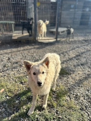 Warmes Körbchen gesucht 