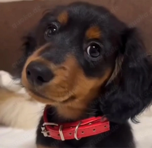 Zwergdackel in langhaar und kurzhaar bieten Bund fürs Leben