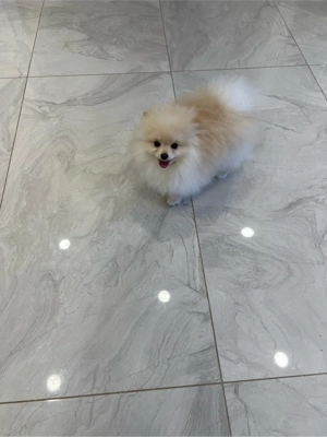 Zwergspitz Pomeranian Welpe abgabebereit !!! 