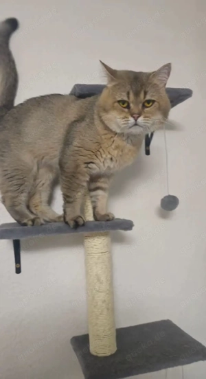 Bkh Kater nicht kastriert