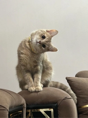 BKH Katze sucht neues Zuhause