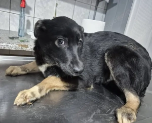 Junghündin 890509 sucht DICH!