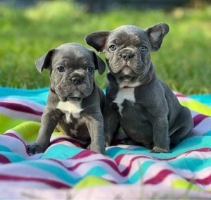 Französische Bulldogge welpen