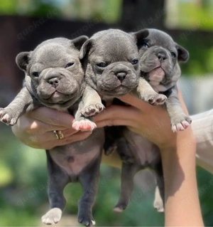 Französische Bulldogge welpen