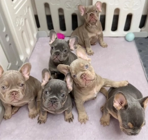 F1 Französische Bulldogge welpen Bild 4