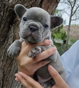 F1 Französische Bulldogge welpen Bild 3
