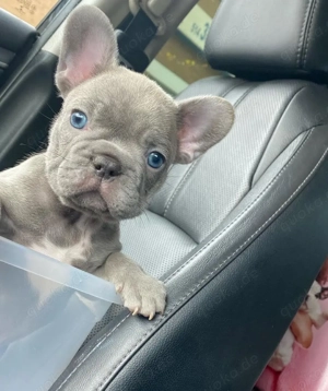 F1 Französische Bulldogge welpen Bild 5