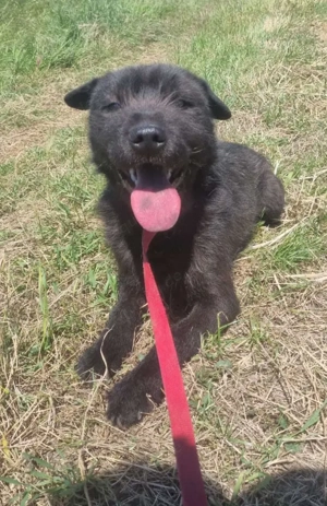 Freddy   ein  Hundebub  zum Verlieben