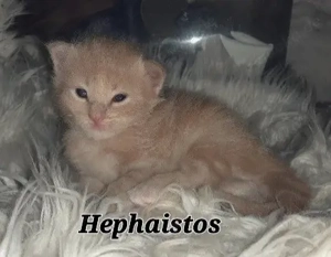 Maine Coon Jungs mit Stammbaum 