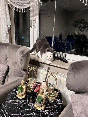 Bkh Deckkater  Bild 2