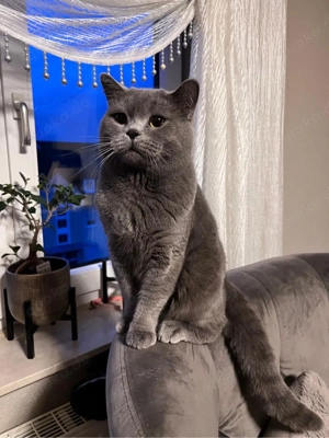 Bkh Deckkater  Bild 3