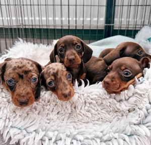Dackel welpen Bild 5