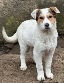 Prächtiges Hundekind Adina - hat den Schalk im Nacken Bild 9