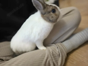 Kaninchen Bock unkastriert 3 Jahre alt