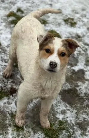 Hübsches Hundekind Adina - kommt mit Mensch und Tier gut aus