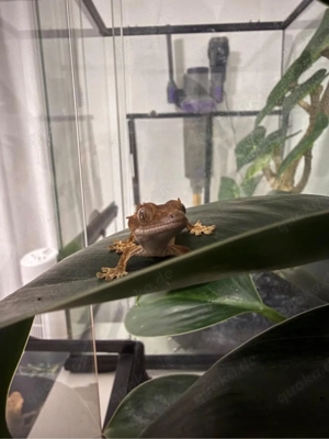 Kronengecko zu verkaufen 