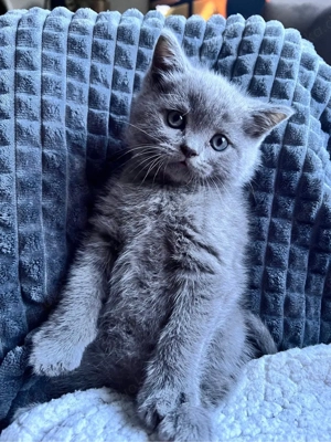 Bkh Deckkater  Bild 4