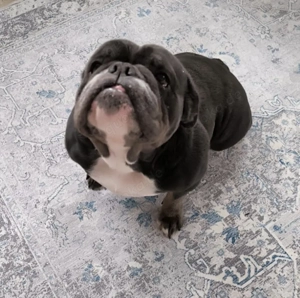 Bulldoggen Hündin sucht tolle Familie 