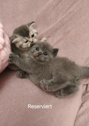 Britisch Kurzhaar Kitten