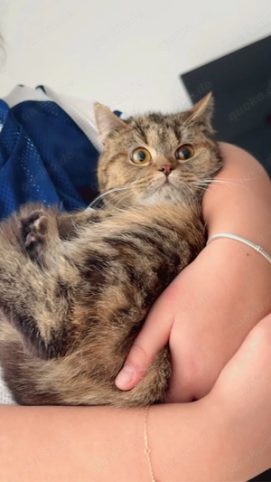 Wunderschöne 9 Monate alte Katzendame sucht liebevolles Zuhause.