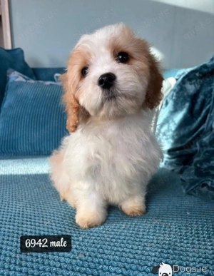 Atemberaubende Cavachon-Welpen