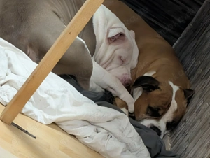 American Bully XL lilac