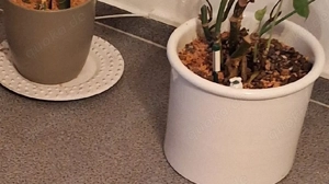 PlanzkübelKästen gesucht