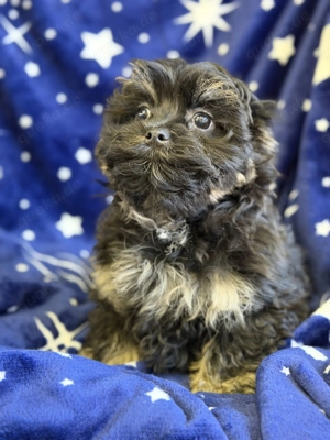 wunderschöne Bolonka Zwetna