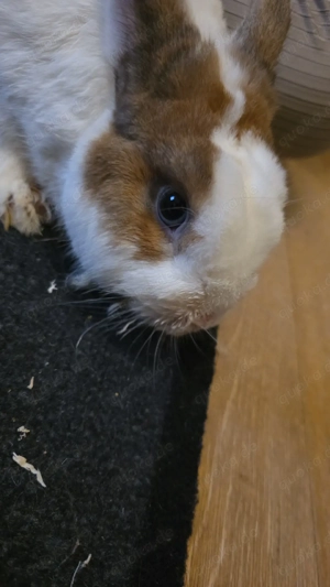 Kaninchen Bock unkastriert 4 Jahre