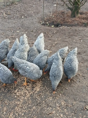 Amrockhühner und Hähne abzugeben 