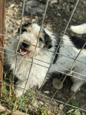Noris - der perfekte Familienhund  Bild 2