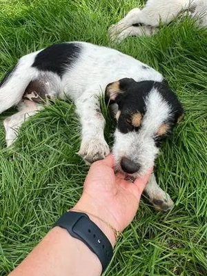 Noris - er wäre der perfekte Familienhund für Dich