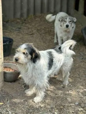 Noris - der perfekte Familienhund  Bild 4
