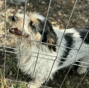 Noris - der perfekte Familienhund  Bild 3