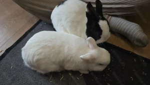 2 Kaninchen Böcke unkastriert 8 & 4 Jahre