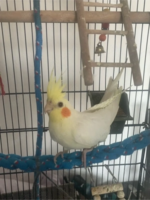 Nymphensittiche (gelb grau) zu verkaufen