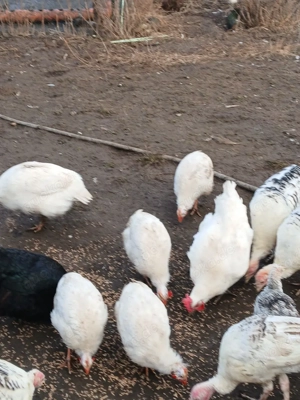 Perlhühner in weiß abzugeben 