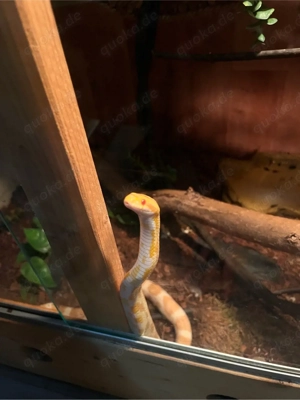 kornnatter 0,1 Butter