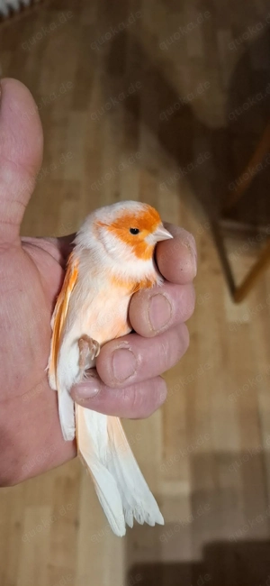 Rot Mosaik Kanarienvögel 